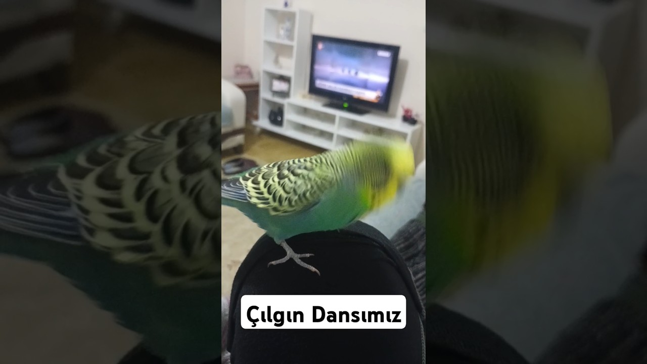 Mutluyuz #muhabbetkuşufıstık #muhabbetkuşu #muhabbetkuslari #parrot #kuslar #papaganlar #birds
