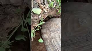 Tortoise Laying Eggs 🐢