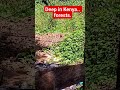 WHAT YOU NEVER KNEW ABOUT KENYA WIRLD LIFE. #predator #rain #rain #environment #nature #animallovers