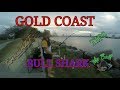 BULL SHARK TIPS. Gold Coast