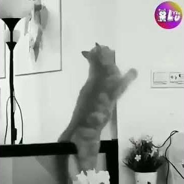 WA Story _ Kumpulan Status WA Whatsapp lucu Ngakak Part 1 [ Kucing Kepleset ]