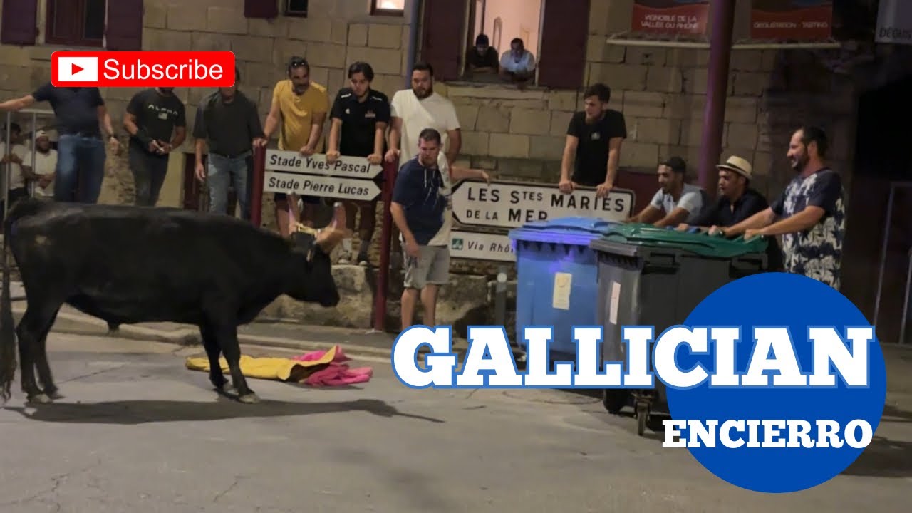 Taureaux d’Aubanel pour l’Encierro ➡️ Gallician 🇫🇷 25/07/2025 💫 fête votive ￼2025 👍🏼