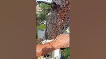 tânsky - #shorts super saw to cut down trees 30m high