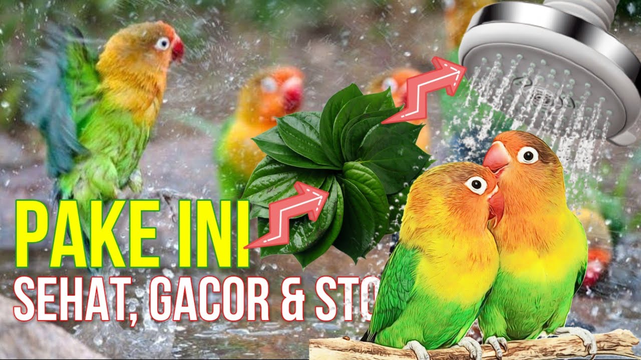 Cara Memandikan Lovebird Galak menjadi Jinak yang Benar (Rahasia Gacor