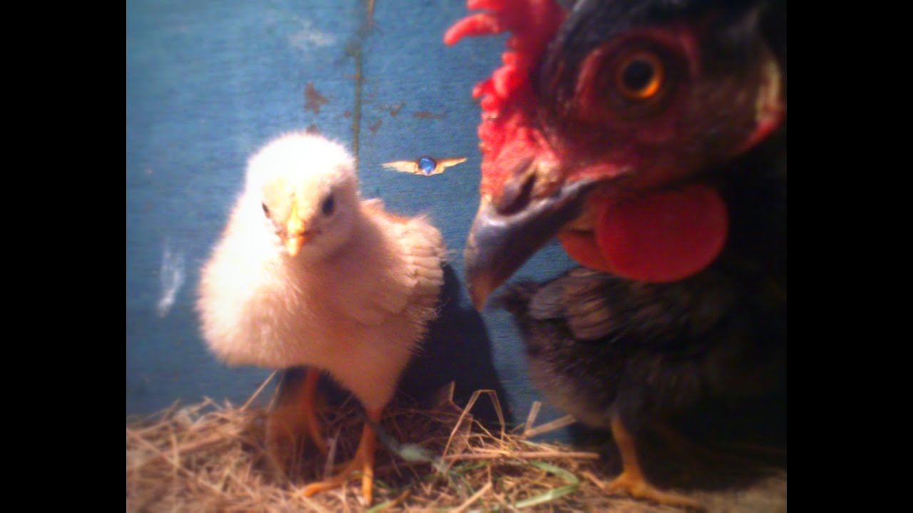 I Are Cute Chicken Funny Baby Chicks Animal YouTube