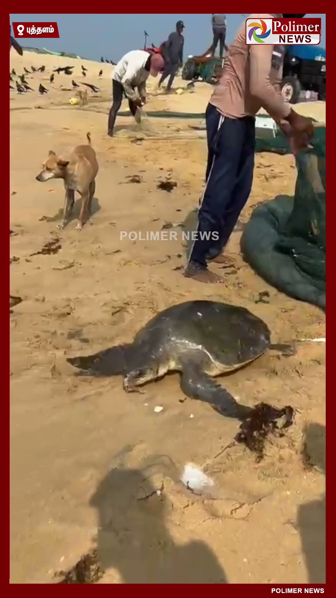 உயிருடன் சிக்கிய ஆமை..!! மீண்டும் கடலில் விடப்பட்ட காட்சி.. #shorts | #tortoise