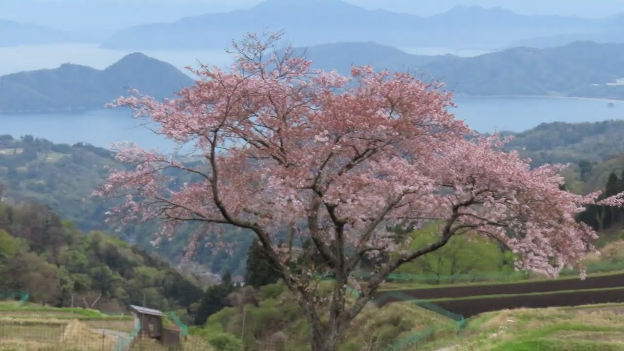 松尾の一本桜2026 - YouTube