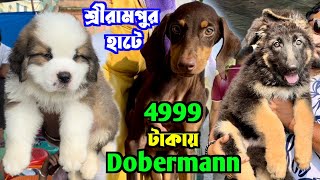 4999 টাকায় Dobermann Pupppy কিনুন। Serampore Pet Market। Dog Market in Kolkata Price।
