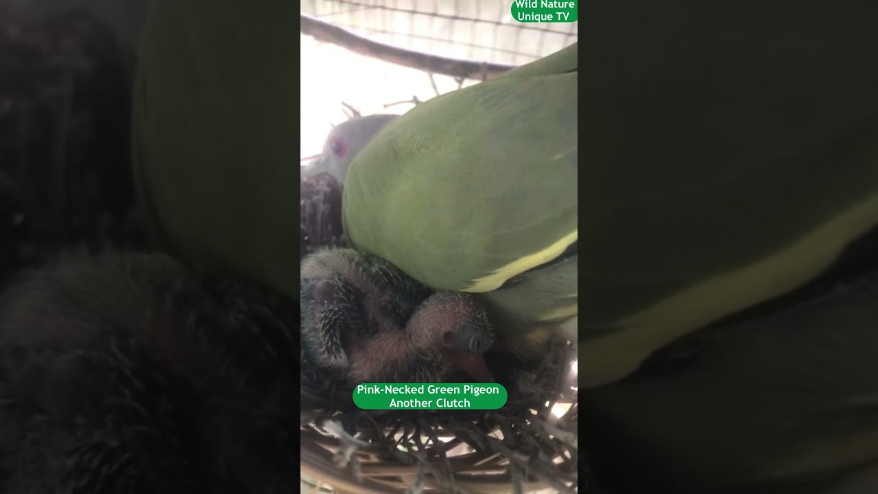 Pink-Necked Green Pigeon (Punay) Another Clutch Dated June 2, 2025