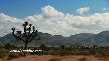 Joshua Tree Time Lapse Stock Video 2035 HD, 4K