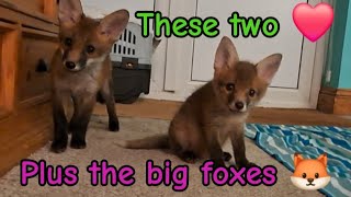 More pure love ❤ #cuteanimals #fox #wildlife #cute #nightlife #viral #vlog #fyp #mylife
