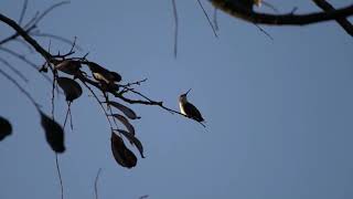 Ruby Throated Hummingbird Nov 2021