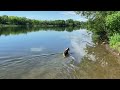 Fishing springerspaniel! She lunges and catches the fish! Please like and subscribe!