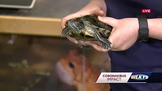 Celebrate World Turtle Day with The Parklands Virtual Classroom