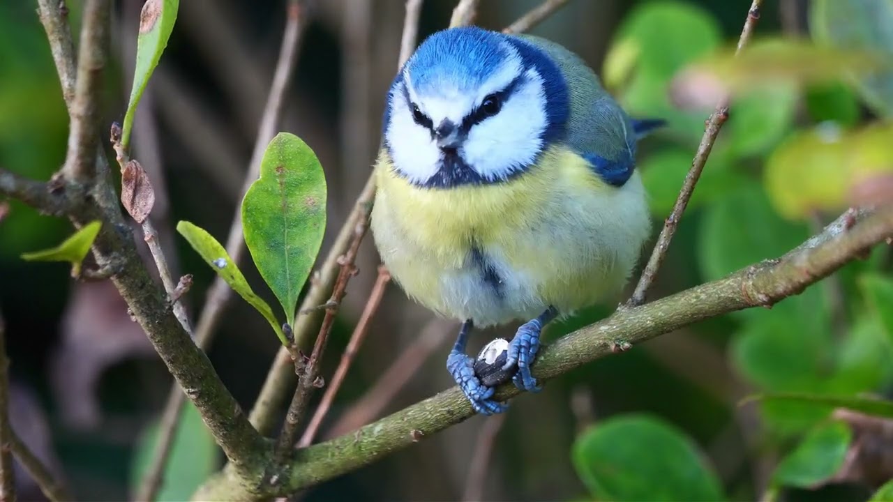 J'ai filmé les oiseaux tout un hiver a la mangeoire