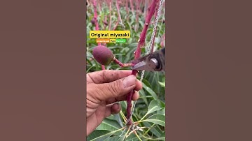 Thumbnail of original Miyazaki mango #miyazaki #originalmiyazaki #japanesemango #shortsvideo #mangotree #song