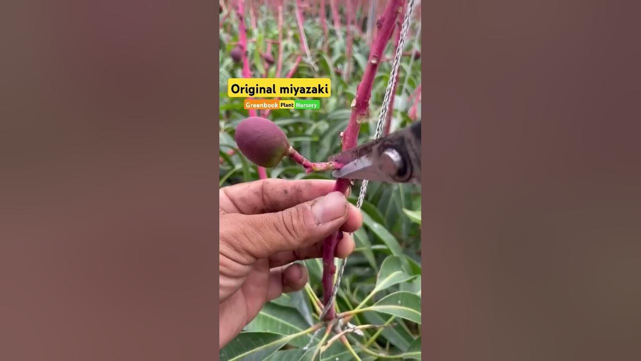 original Miyazaki mango #miyazaki #originalmiyazaki #japanesemango #shortsvideo #mangotree #song