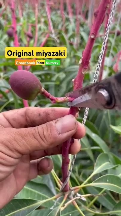 original Miyazaki mango #miyazaki #originalmiyazaki #japanesemango #shortsvideo #mangotree #song