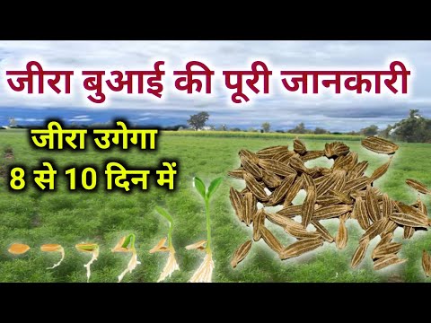 वीडियो: मैं जीरा के साथ कैसे शुरुआत करूं?