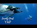 BEST DIVING IN  THE YAP ARCHIPELAGO - PACIFIC OCEAN - MICRONESIA   - 4K VIDEO