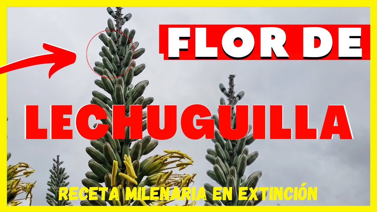 FLOR DE LECHUGUILLA, ¿QUÉ ES? | CONOCE ESTA RECETA A PUNTO DE EXTINGUIRSE -  YouTube