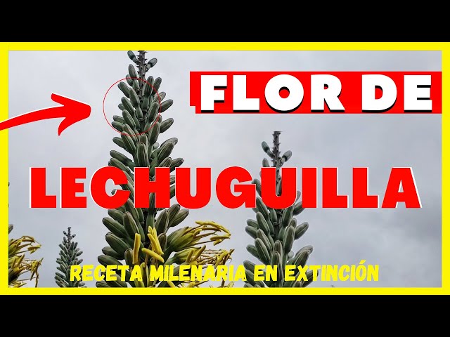 FLOR DE LECHUGUILLA, ¿QUÉ ES? | CONOCE ESTA RECETA A PUNTO DE EXTINGUIRSE -  YouTube