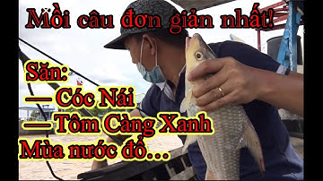 Câu tôm càng- cá cóc đống chà giao thông sau đại dịch Covid | Câu Cá Cần Thơ |River fishing