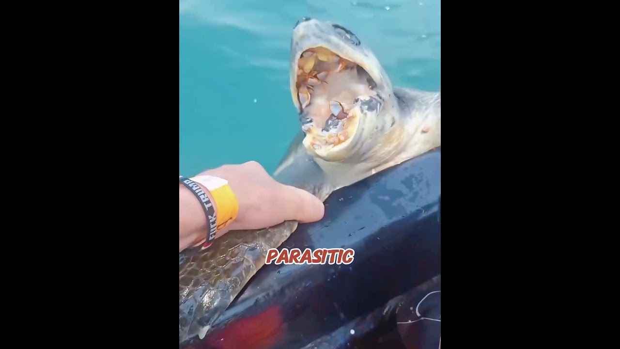 Giant Turtle Trapped by Barnacles Finds the Same Man Who Saved Her Years Ago! 🐢😭 #turtle #rescue