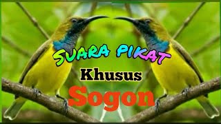 Suara Pikat Khusus Burung Sogon