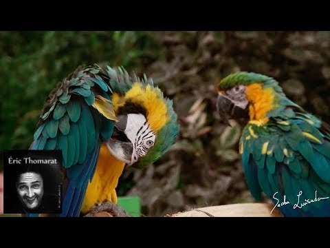 chansons-créoles-et-des-antilles---maladie-d'amour