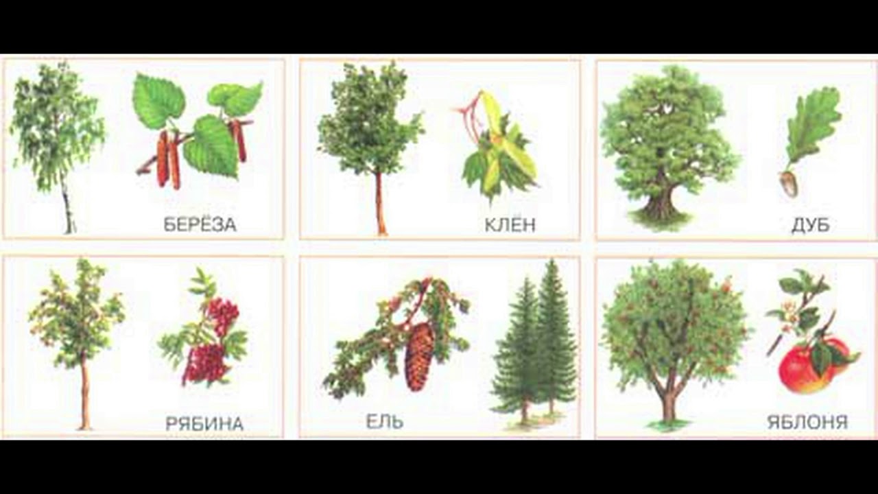 Угадай ответ дерево. Плоды деревьев для дошкольников. Названия деревьев для дошкольников. Деревья и кустарники для детей. Картинки деревьев для дошкольников.