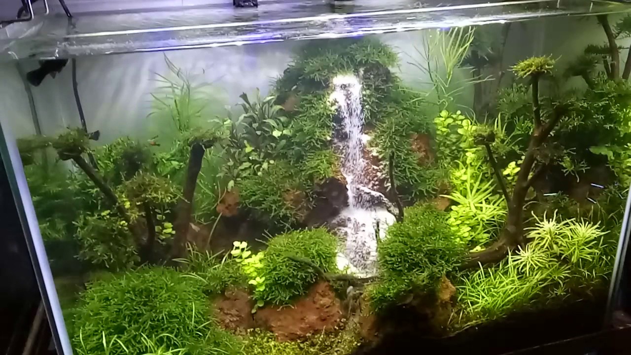 Aquascape and waterfall in mini tank - YouTube