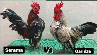 Mostrando Os Galos Reprodutores Mini Garnize