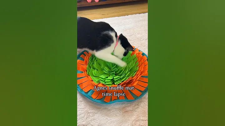 Watch the video about Cat *****le mat time lapse 💖 tuxedo cat eats from cat and dog puzzle 💗 linked in description 💕