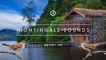BEST NIGHTINGALE SONG - 1 Hour REALTIME Nightingale Singing