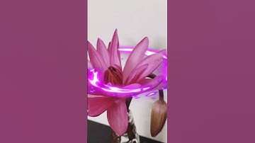 Thumbnail of Water lily//Thank you for the cross Lord