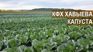 Гибриды капусты. Летний день поля-2018. КФХ Алмаза Хавыева