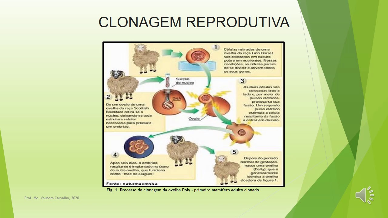 Der Exemplo De Clonagem Reprodutiva É Permitida Nos Diversos Paises