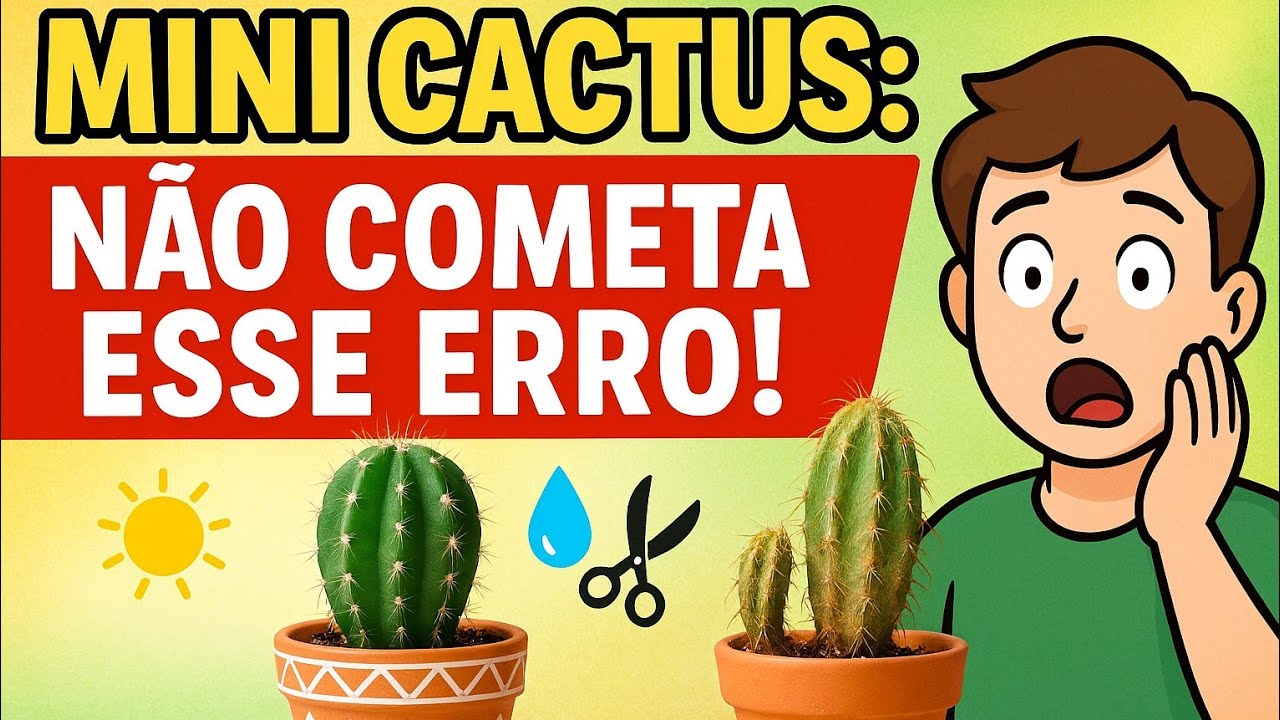 Como cuidar de mini cactos | Como regar, substrato, luz e mais Como cuidar de mini cactos | Como regar, substrato, luz e mais