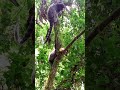 Meeting in the forest with cute marmoset monkeys