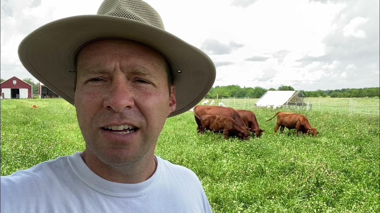 5 Cattle, 17 sheep, 250 chickens on 4 Acres - Multi-species rotational  grazing - YouTube