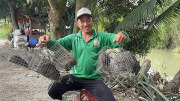 Hai Vợ Chồng Đi Đặt Bẩy Chuột Ở Khu Vườn Mít Và Cái Kết Bất Ngờ. Góc Làng Quê #1443#