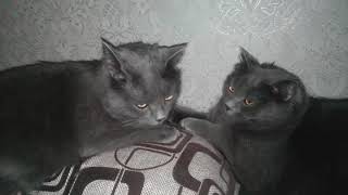 Кошки делят место спать на подушке ( мать и дочь) Кошки делят место спать на подушке ( мать и дочь)