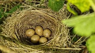 Blackcaps Begin! Short Bird Nesting Walk