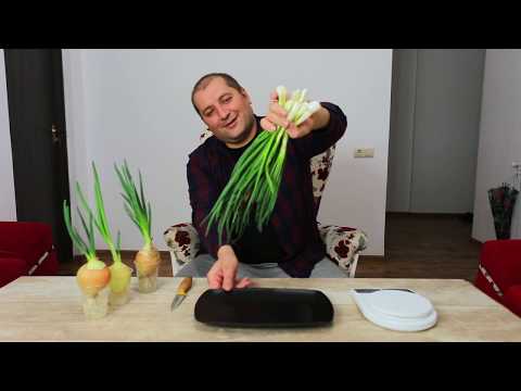 Выращиваем зеленый лук. Как вырастить зеленый лук в домашних условиях?