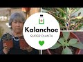 La planta que odia el cáncer: Kalanchoe