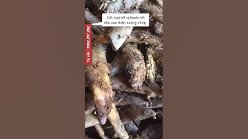 phát hiện loại cây đặc biệt cho xương khớp - cốt toái bổ tắc kè đá