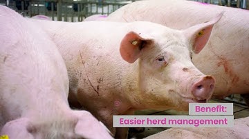 The Benefits of Group Sow Housing