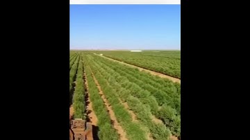 تلاوة جميلة خاشعة تطيب لها الأبدان لإمام الحرم المدني فضيلة الشيخ: عبدالمحسن القاسم حفظه الله.