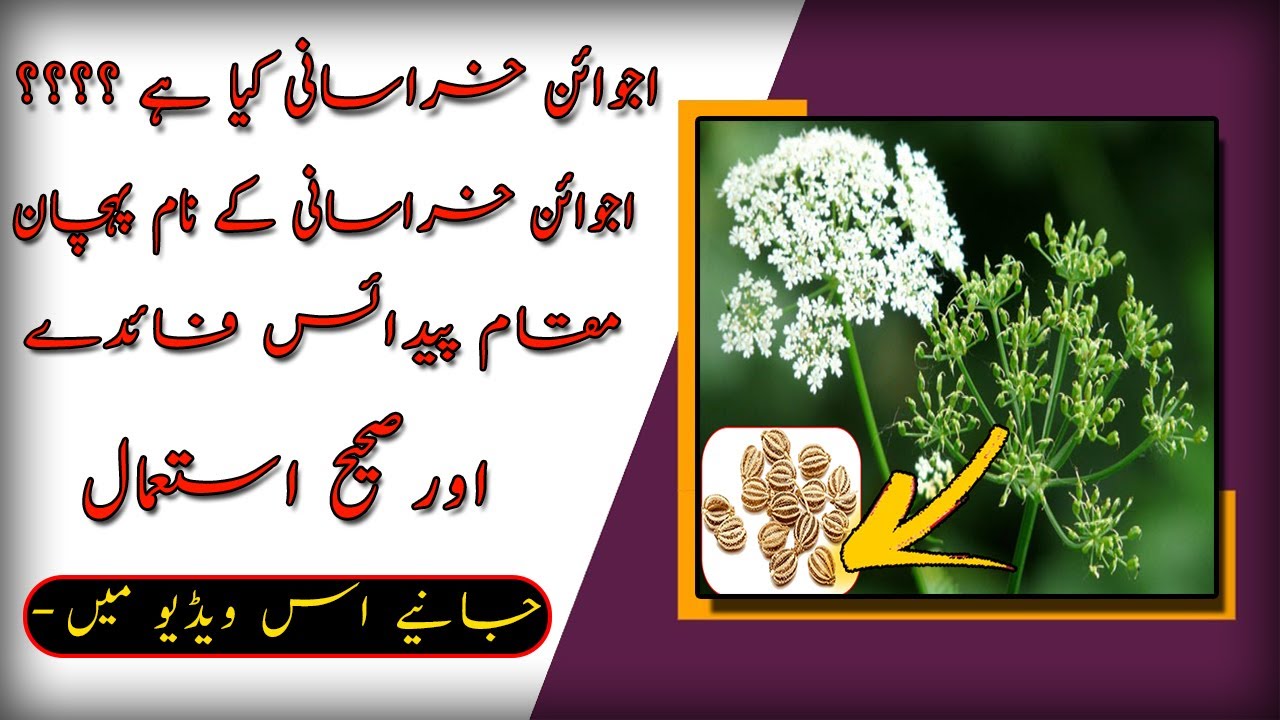Ajwain Khurasani Black Henbane اجوائن خراسانی کیا ہے ؟فوائد اور